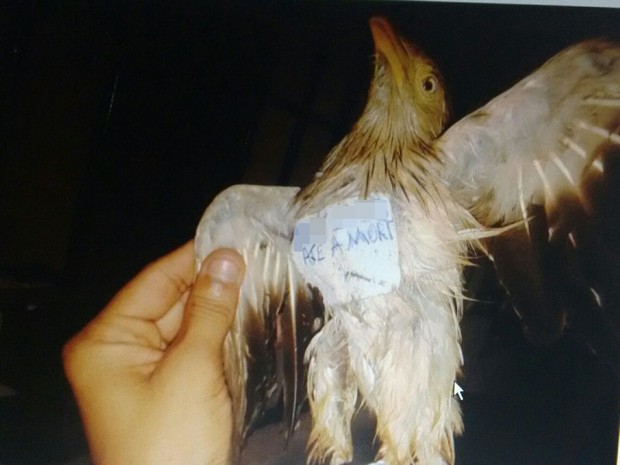 Pássaro está sendo mantido na unidade prisional, mesmo após ter sido capturado (Foto: GEOP/Divulgação)