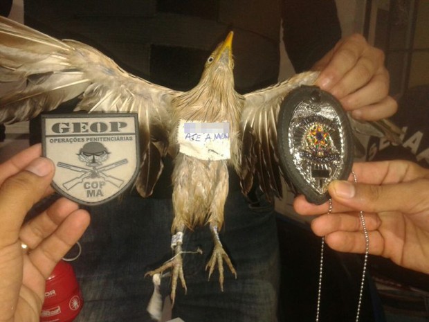 Pássaro estava com droga presa na pata em presídio do MA (Foto: GEOP/Divulgação)