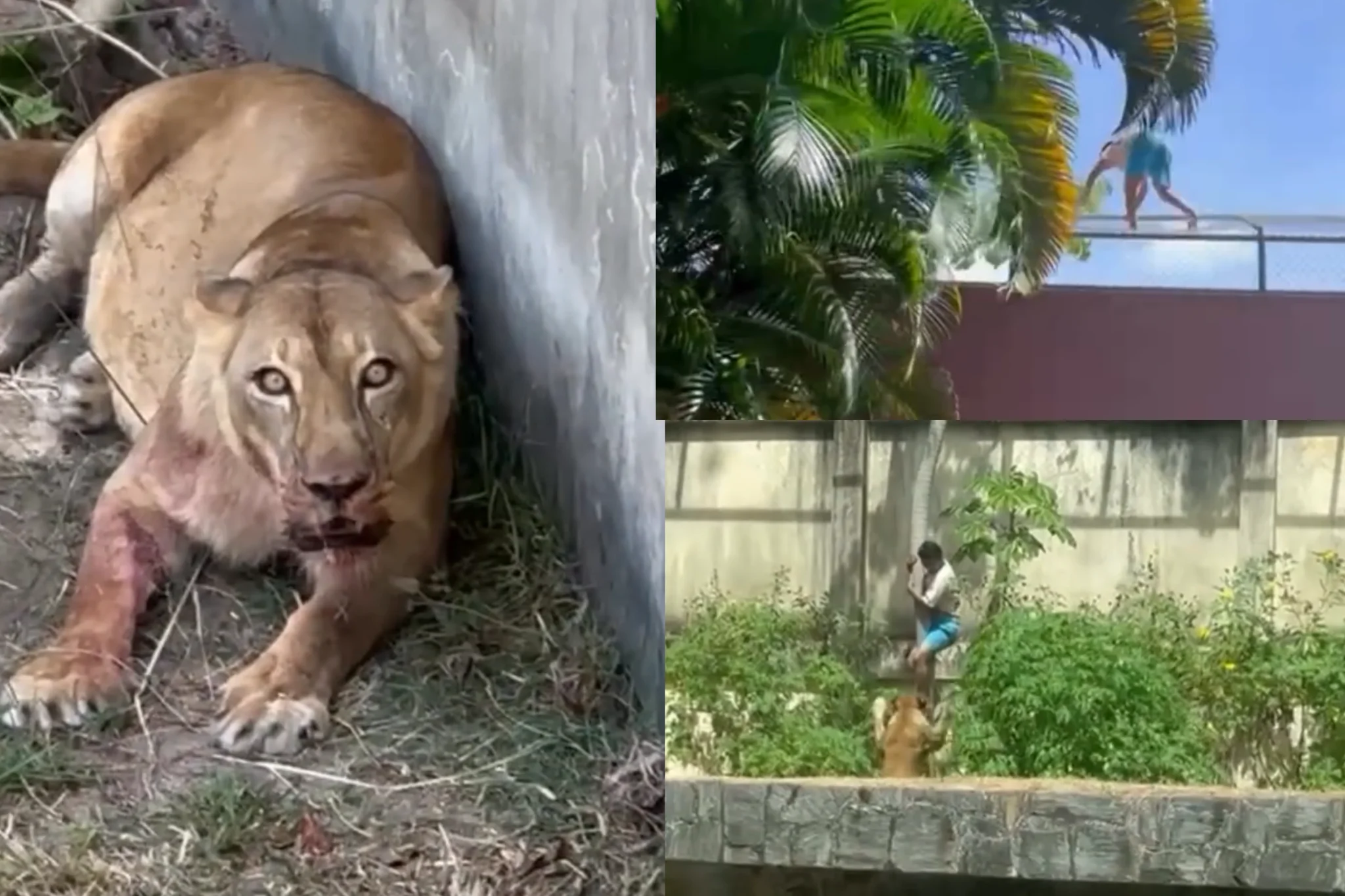Leoa não devorou invasor em zoológico, aponta laudo do IML