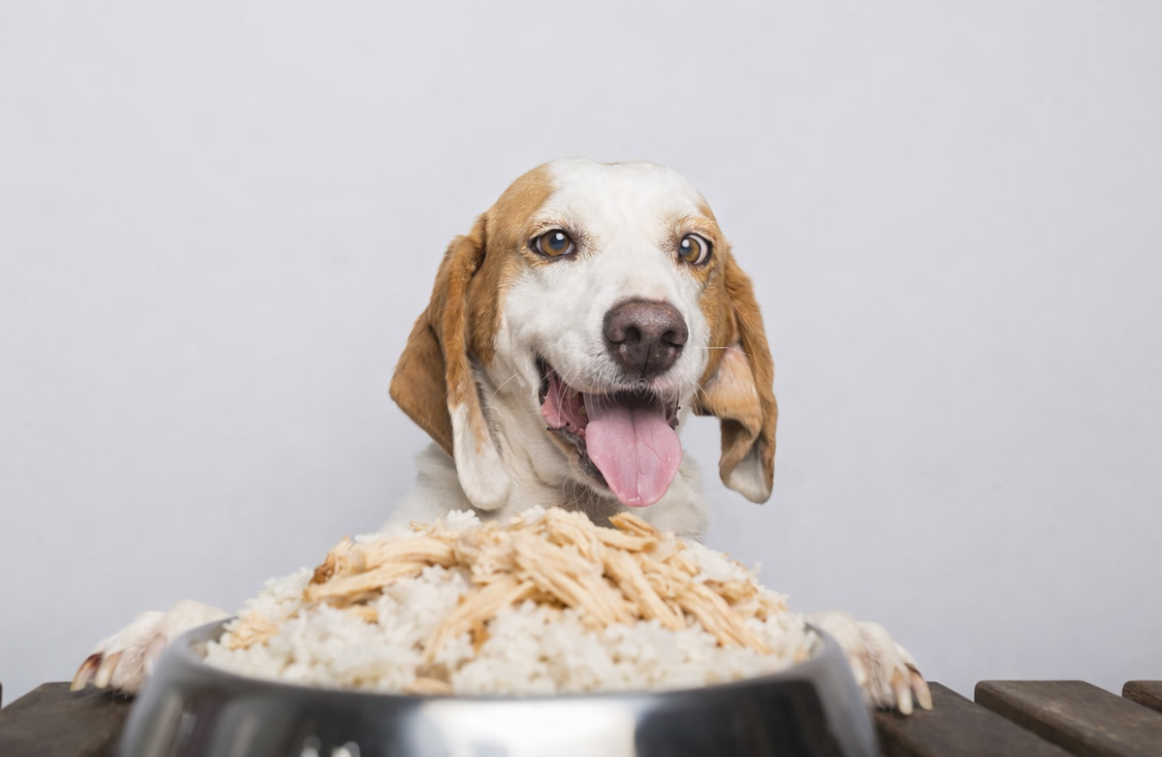 Comida de gente : saudável pra cachorro - Jornal Pequeno
